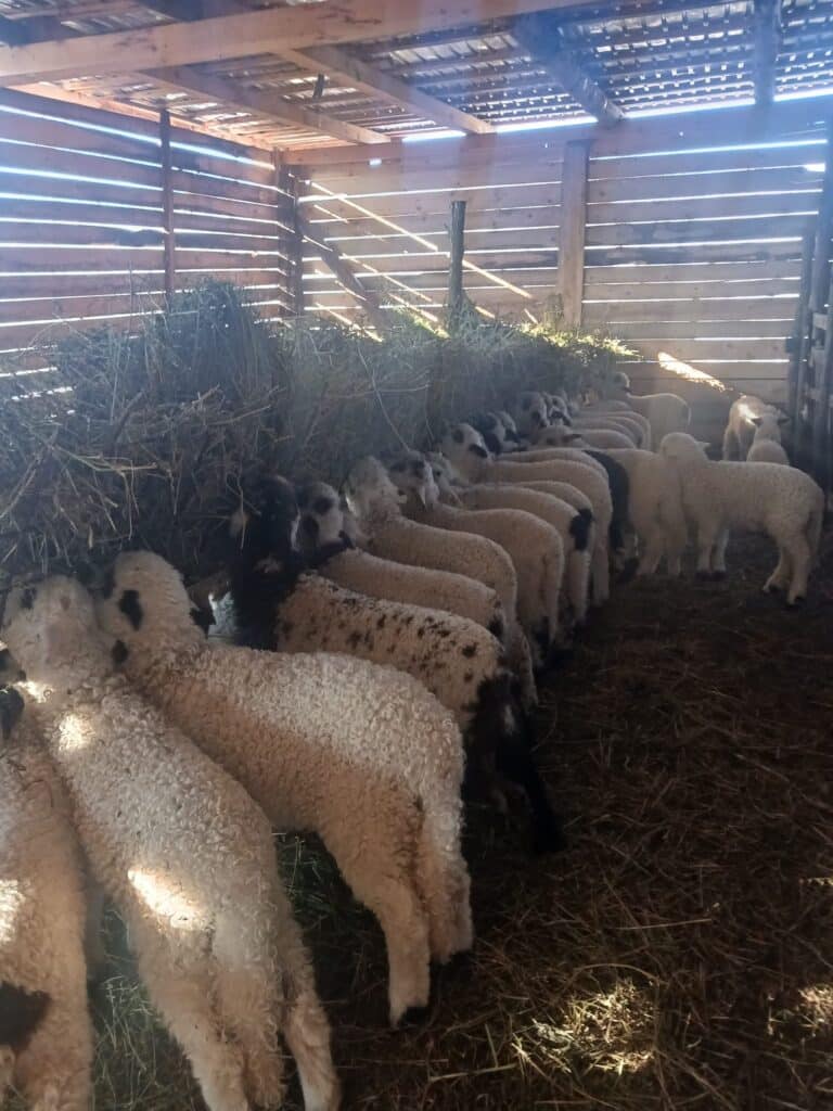 Preț minim pentru carnea de miel. Ce înțelegere au făcut crescătorii - Foto: Facebook / Grupul Ciobanilor adevărați