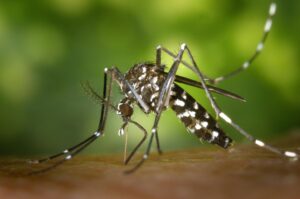 Încă o victimă a virusului West Nile în Italia. Bilanțul morților crește | Oficiul de Știri Încă o victimă a virusului West Nile în Italia. Bilanțul morților crește