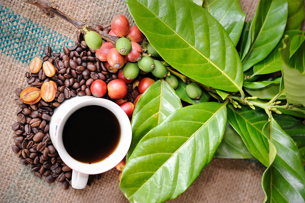 Prețul la cafea continuă să crească pe fondul crizei de aprovizionare și al schimbărilor climatice Prețul la cafea continuă să crească pe fondul crizei de aprovizionare și al schimbărilor climatice