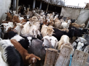 variolă ovine Bulgaria ANSVSA