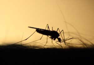 Încă o victimă a virusului West Nile în Italia. Bilanțul morților crește | Oficiul de Știri Încă o victimă a virusului West Nile în Italia. Bilanțul morților crește