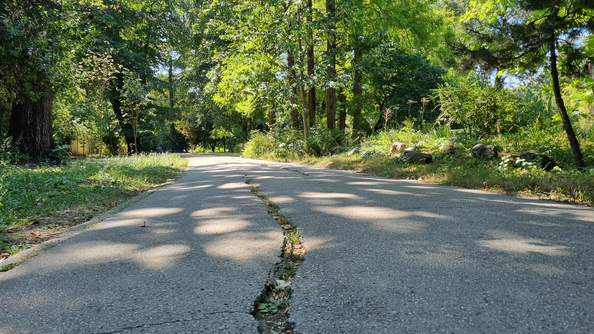 Aleile Grădinii Botanice, în stare avansată de degradare. Reacția Universității din București – FOTO