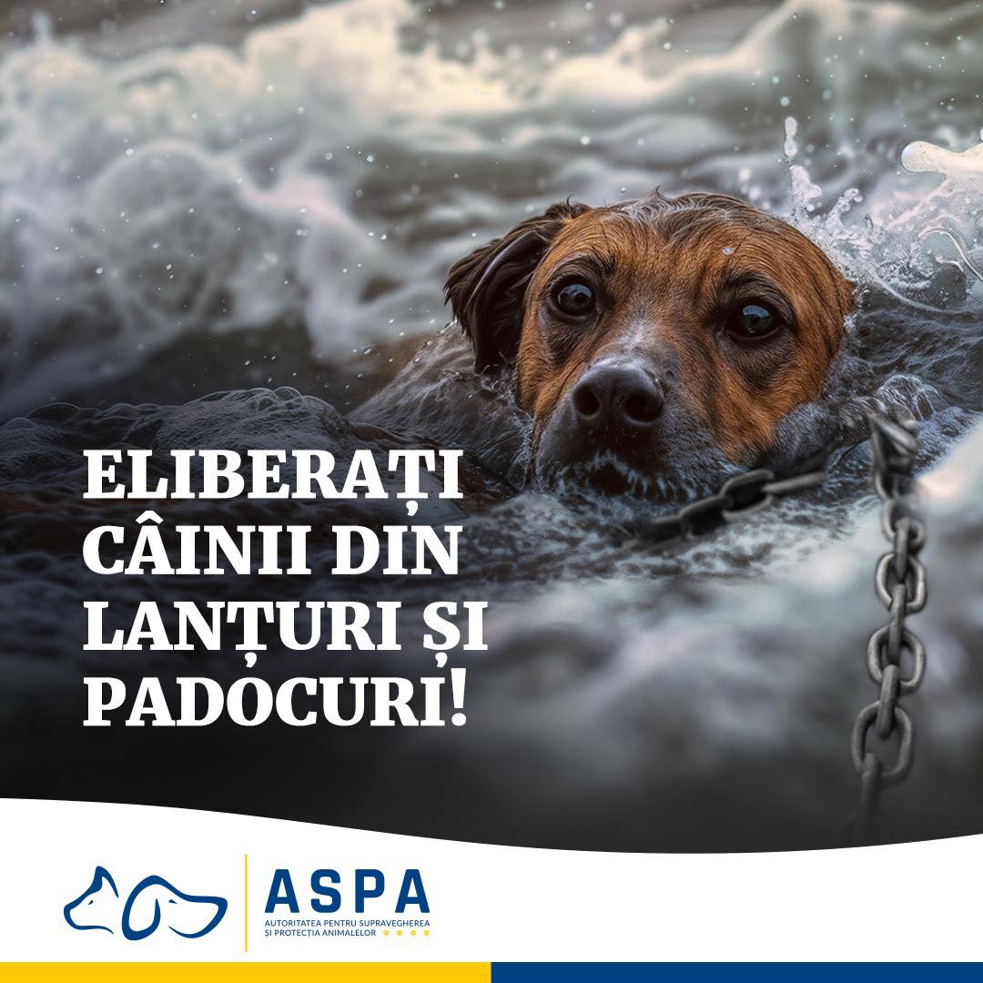 ASPA, mesaj în prag de cod roșu de ploi: Eliberați câinii din lanțuri și din padocuri!