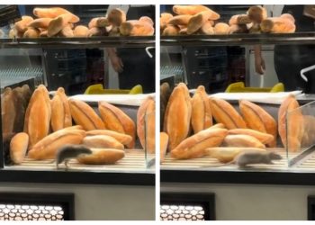 ANPC a închis aproape toate restaurantele din Mall Băneasa ANPC a închis aproape toate restaurantele din Mall Băneasa