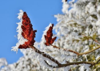 METEO: val de ninsori, viscol și polei în România / Zonele afectate METEO: val de ninsori, viscol și polei în România / Zonele afectate